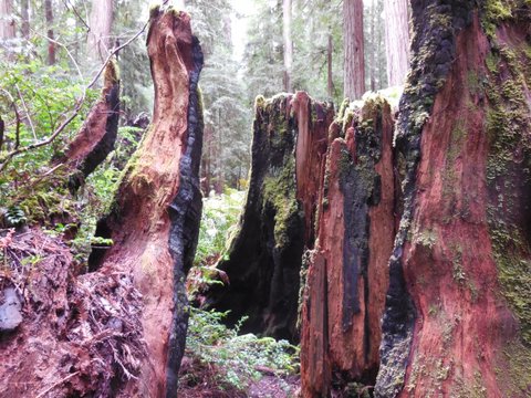 fools standing stone ring